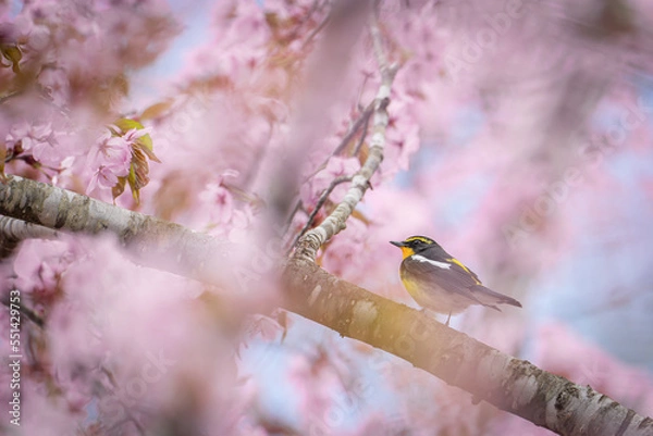 Obraz 北海道の春、桜とキビタキ