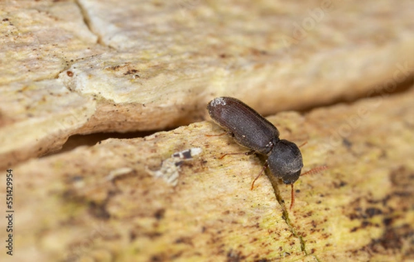 Fototapeta Death-watch beetle beetle, Ptilinus fuscus on aspen wood