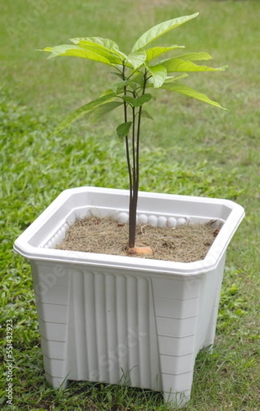 Obraz Avocado tree with green leaves in a white plastic pot.