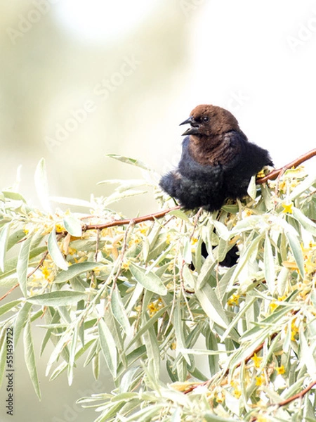 Obraz Brown-headed cowbird in tree