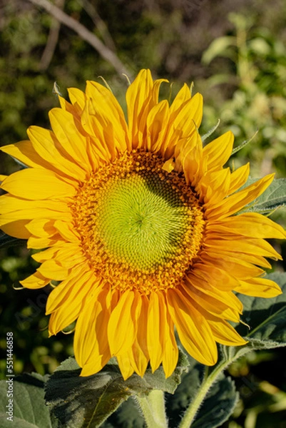 Obraz Flower nature sunflower