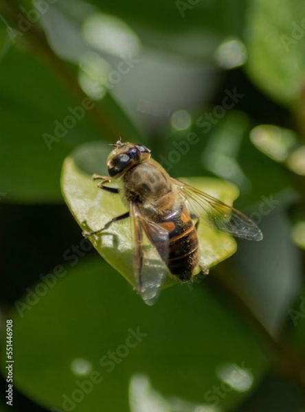 Obraz Bee flower nature