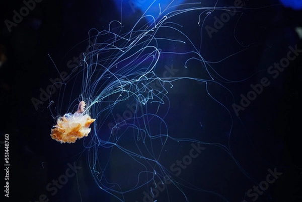 Fototapeta 水族館のクラゲ
