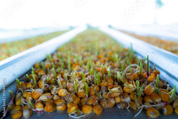 Obraz Shoots with young corn roots.