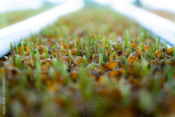 Obraz Shoots with young corn roots.