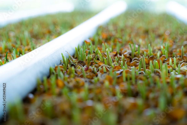 Obraz Shoots with young corn roots.