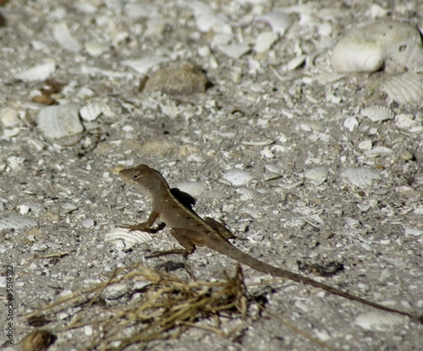 Fototapeta Ghecko on the sand