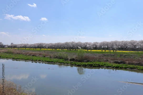 Obraz 権現堂堤　桜　菜の花　中川　埼玉県　幸手市