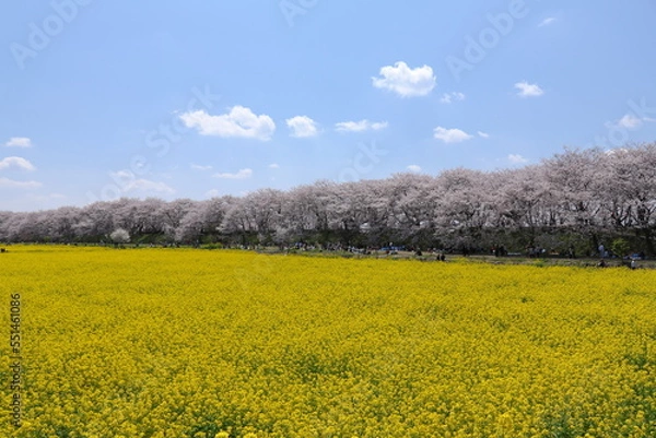 Obraz 権現堂堤　桜　菜の花　埼玉県　幸手市