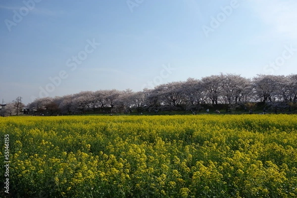 Obraz 権現堂堤　桜　菜の花　埼玉県　幸手市