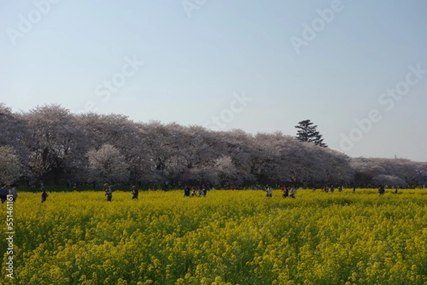 Obraz 権現堂堤　桜　菜の花　埼玉県　幸手市