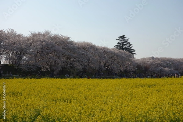 Obraz 権現堂堤　桜　菜の花　埼玉県　幸手市
