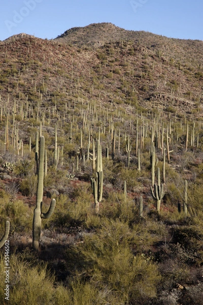 Obraz Cactus plants in desert, Arizona