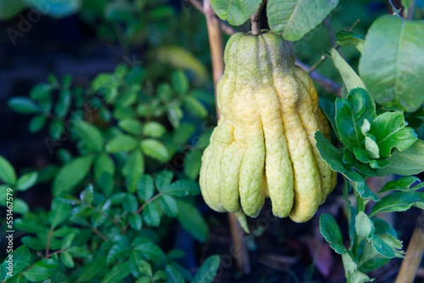 Obraz strange fruit shaped like a finger