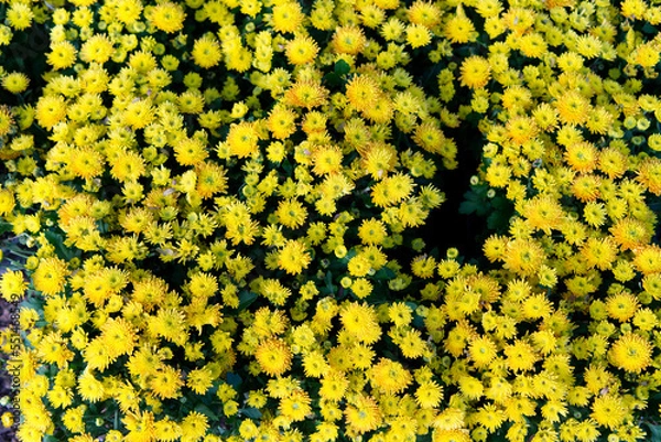 Obraz many yellow flowers