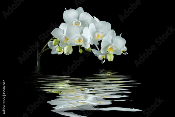 Obraz Biała orchidea z odbiciem na czarnym tle