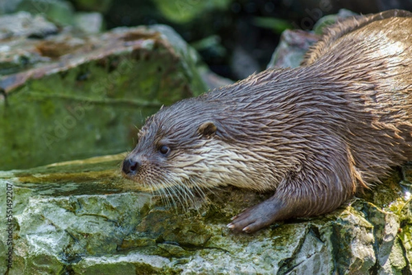 Fototapeta wydra