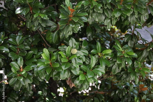 Obraz green leaves background