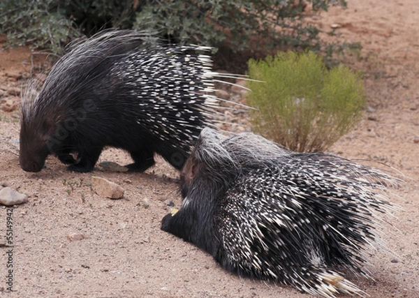 Obraz A Pair of African Crested Porcupines