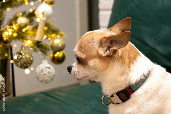 Fototapeta Small dog sitting near the Christmas tree
