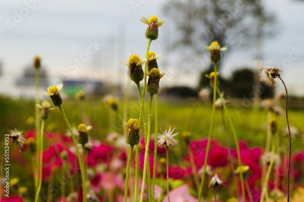 Fototapeta flowers in the field