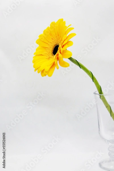 Obraz Beautiful yellow gerbera in a glass
