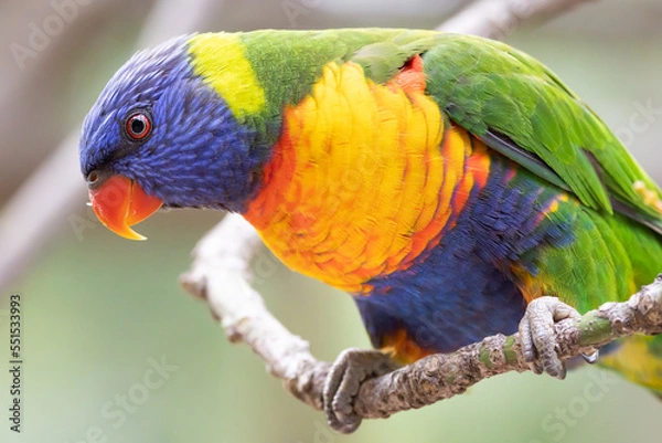 Obraz rainbow lorikeet in the tree