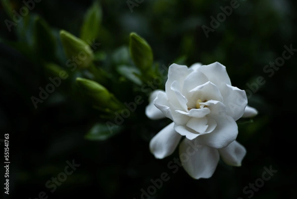 Obraz Light On Single Gardenia Bloom Fades Off Into The Shadows