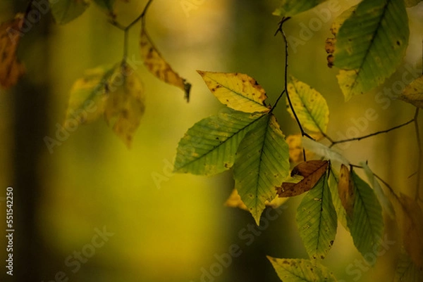 Fototapeta Leaves Begging to Change In Fall