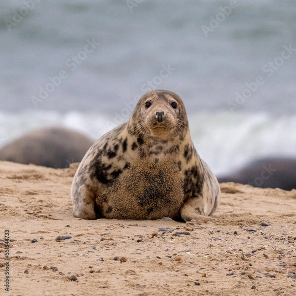 Fototapeta A curious grey seal (Halichoerus grypus) on a beach in Norfolk