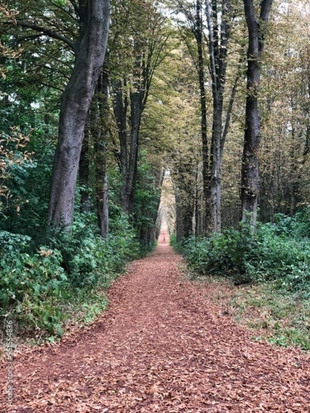 Fototapeta path in the woods