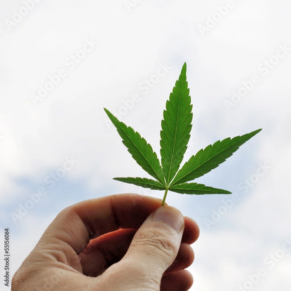 Obraz Cannabis leaf