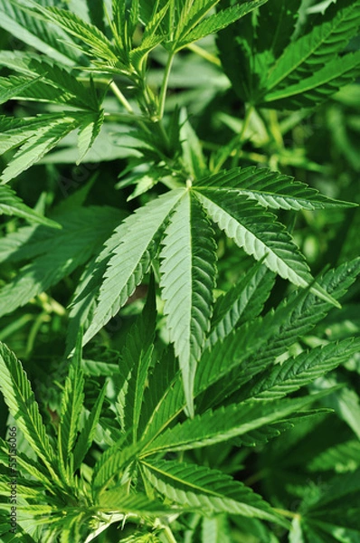 Fototapeta Cannabis background