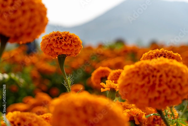 Fototapeta A Background texture for day of the dead in mexico with cempasuchil flowers Damasquina