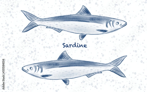 Fototapeta sardine