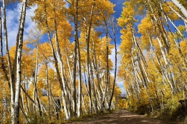 Obraz Aspen trees down country road
