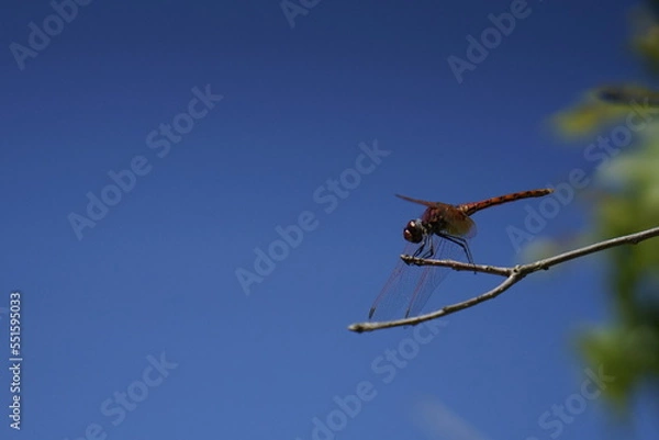 Fototapeta dragonfly on a blue sky