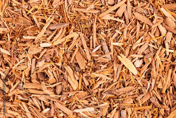 Obraz Catuaba bark background. Trichilia catigua bark. Chuchuhuasha, Tatuaba, Pau de Reposta, Piratancara and Caramuru. Top view.