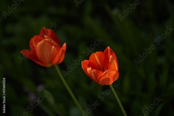 Obraz red and yellow tulips