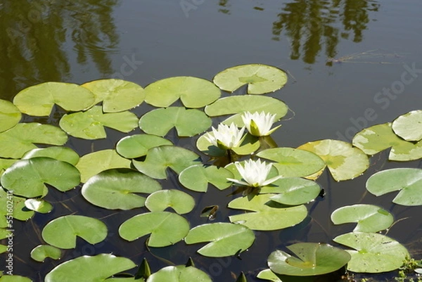 Obraz white water lily