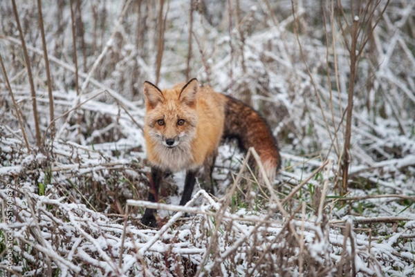 Fototapeta red fox in the snow