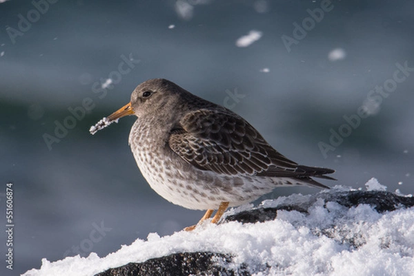 Obraz Purple sandpiper