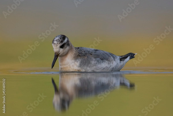Fototapeta Red Phalarope