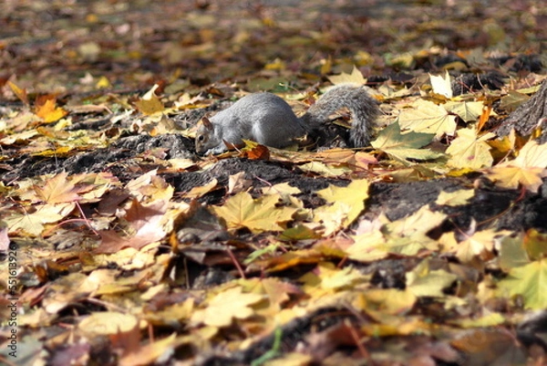 Obraz Scoiattolo e foglie