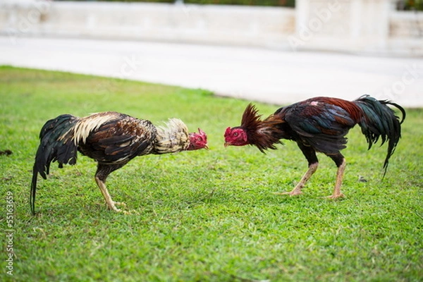 Fototapeta fighting cock