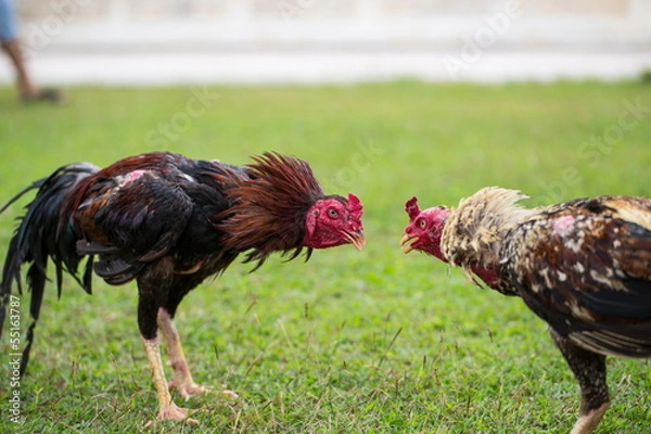 Obraz fighting cock
