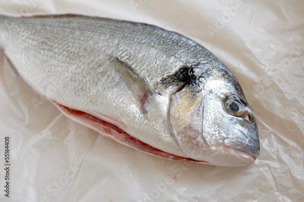 Fototapeta Goldbrasse, Dorade