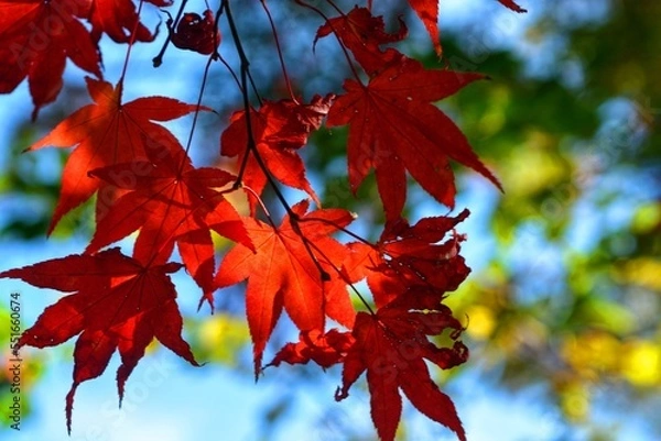 Obraz red maple leaves