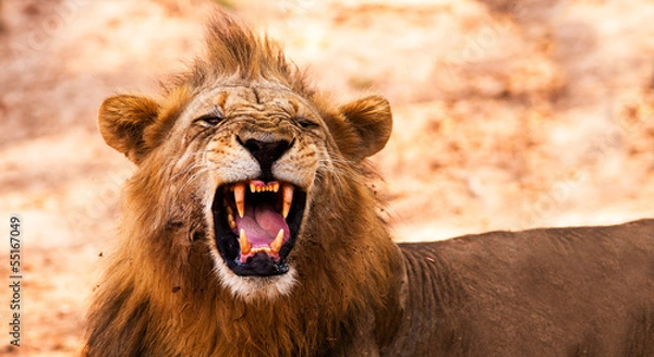 Fototapeta Lion displaying dangerous teeth
