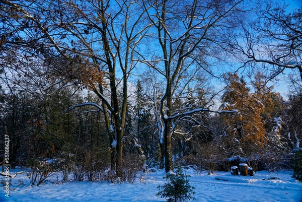 Obraz Winter wonderland